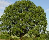 Quercus Petraea - Sessile Oak Trees from Heathwood Nurseries